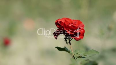 Red Wild Rose
