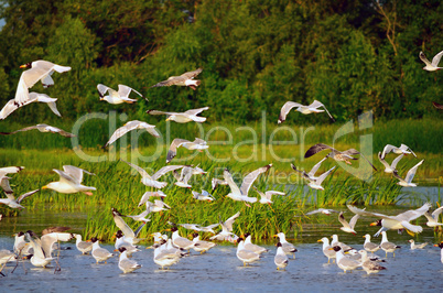 Flock of gulls