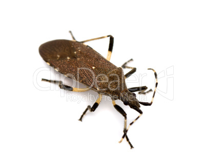 Spurge bug