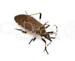 Spurge bug