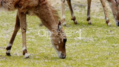 Antelopes Eating Grass