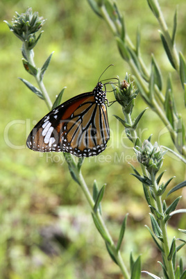 Butterfly on the grass Butterfly on the grass