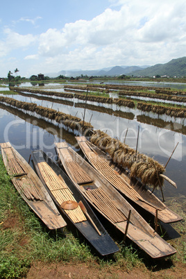 Rice field and boats