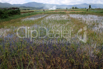 Water on the rice field