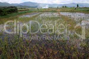 Water on the rice field