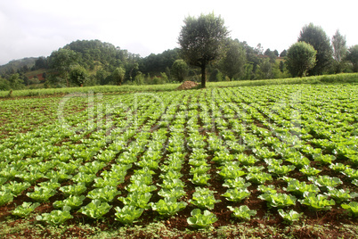 Green cabbage