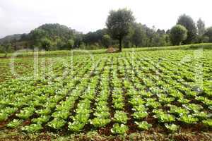 Green cabbage