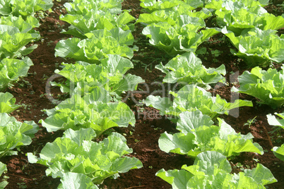 Green cabbage