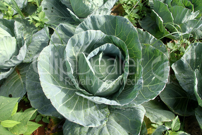 Cabbage on the field