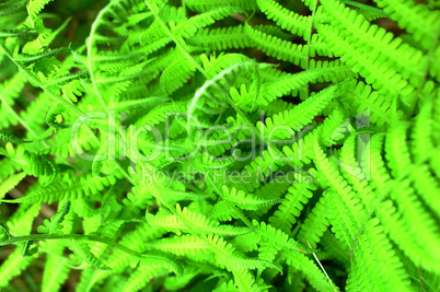 Green ferns