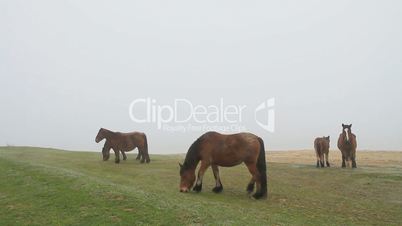 horses in fog 4