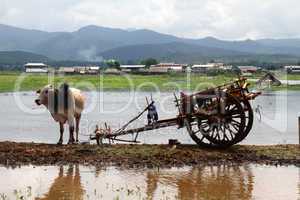 Cow and wooden cart