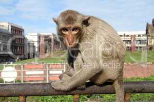Monkey in Lop Buri
