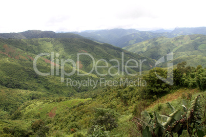 Green forest and mountain Green forest and mountain