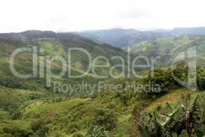 Green forest and mountain