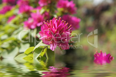 Pink Flowers Pink Flowers