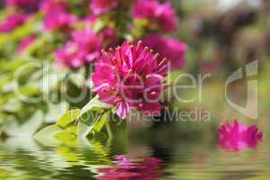 Pink Flowers