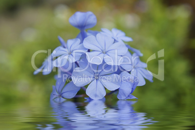 Blue Flowers