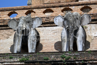 Elephants