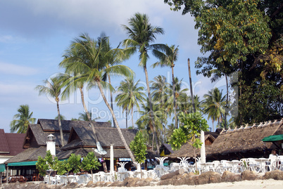 Palm trees and houses