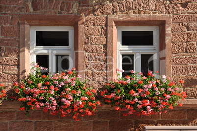 Blumenfenster in Bürgstadt