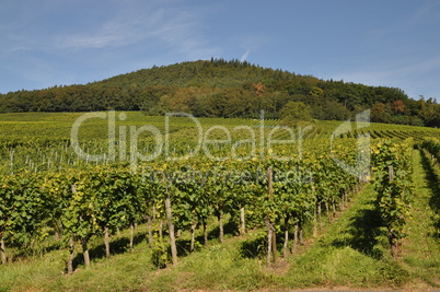 Weinberg bei Bürgstadt