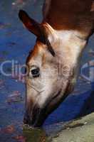Kudu Antilope beim Trinken am Wasser