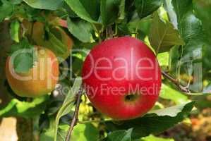 Apfel am Baum - apple on tree 14
