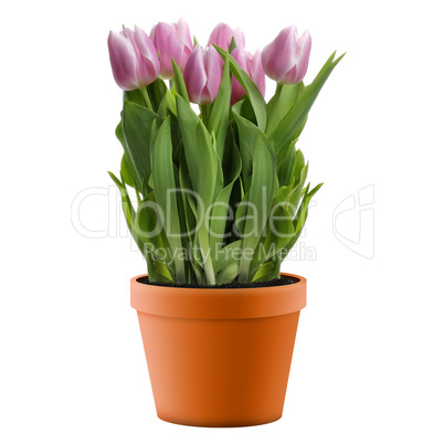 Pink Tulips