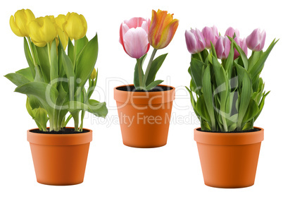 Colorful Tulips