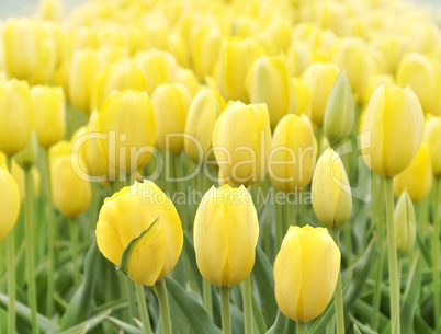 Yellow Tulips Field