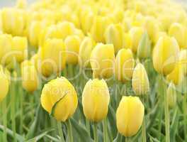 Yellow Tulips Field