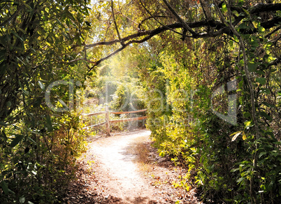 Hiking Trail In The Forest