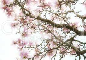 Magnolia Flowers Background
