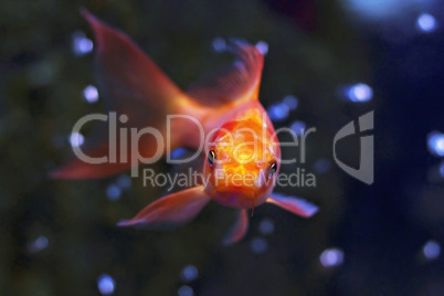 Goldfish Aquarium closeup on dark background