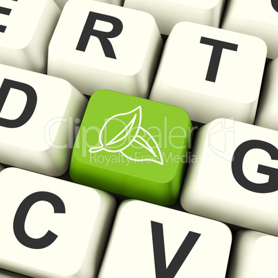 Leaves Icon Computer Key For Recycling And Eco Friendly