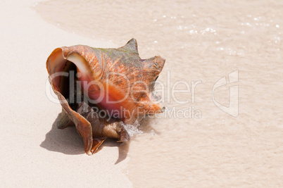 Seashell at the beach