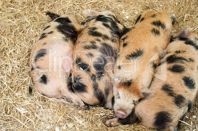Baby pigs