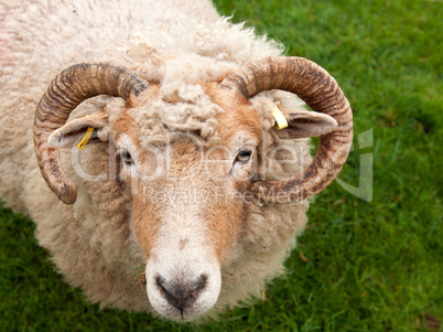 Sheep with horns