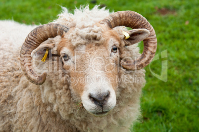 Sheep with horns