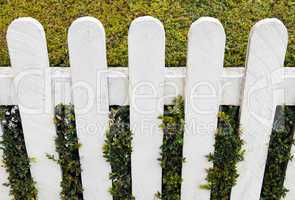 Fence with hedge