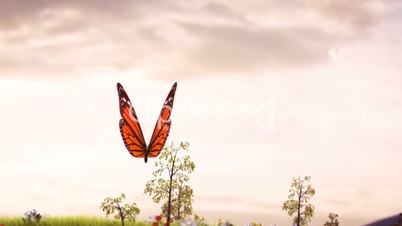 Follow the butterfly