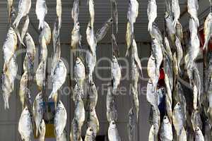 Background of the bundles of dried fish