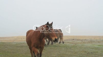 horses in fog 3