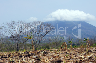 Banana plantation and volcano
