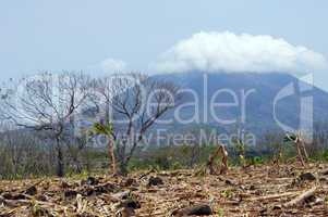 Banana plantation and volcano