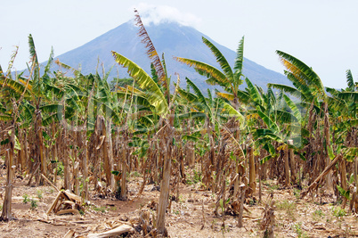 Volcano and bananas