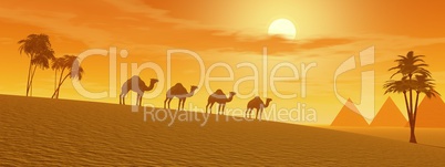 Camels in the desert