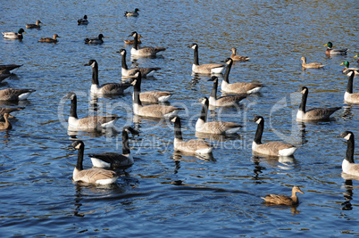 France, ducks on a pond in automn