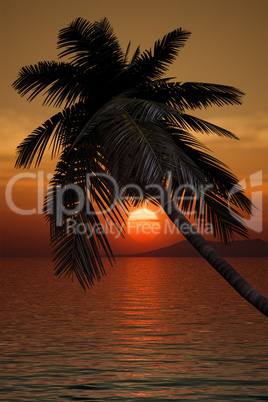 palm tree sunset